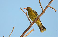 Green Oriole